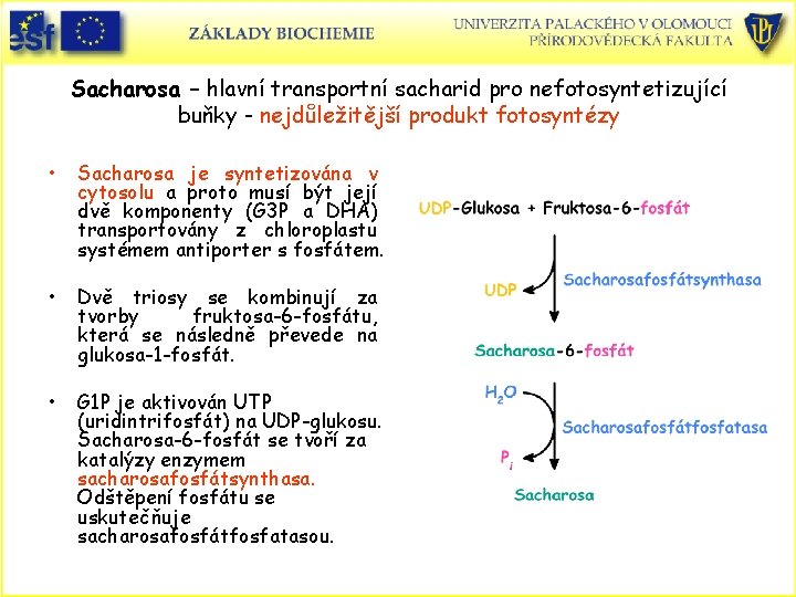 Sacharosa – hlavní transportní sacharid pro nefotosyntetizující buňky - nejdůležitější produkt fotosyntézy • Sacharosa