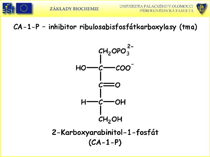 CA-1 -P – inhibitor ribulosabisfosfátkarboxylasy (tma) 