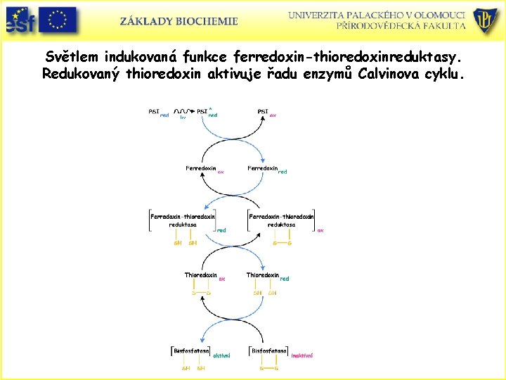 Světlem indukovaná funkce ferredoxin-thioredoxinreduktasy. Redukovaný thioredoxin aktivuje řadu enzymů Calvinova cyklu. 
