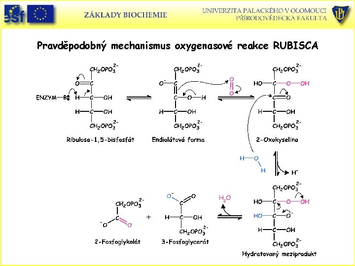 Pravděpodobný mechanismus oxygenasové reakce RUBISCA 