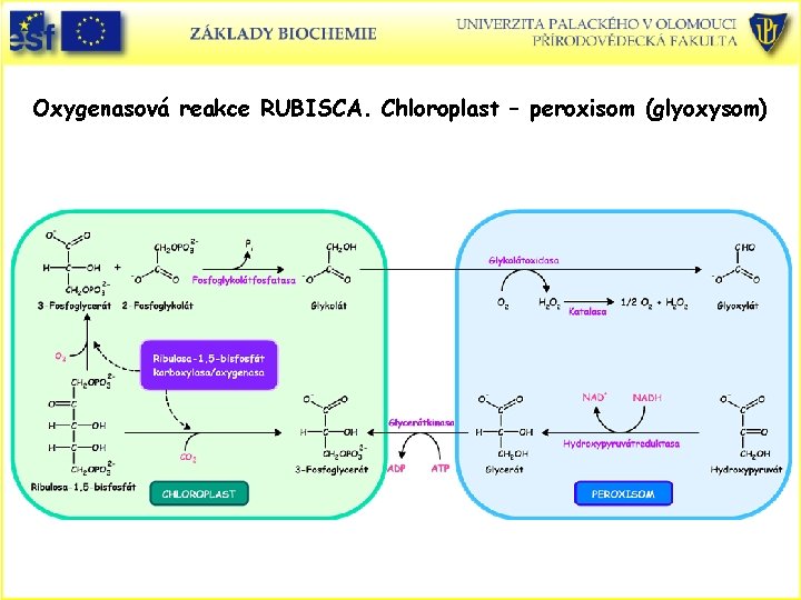 Oxygenasová reakce RUBISCA. Chloroplast – peroxisom (glyoxysom) 