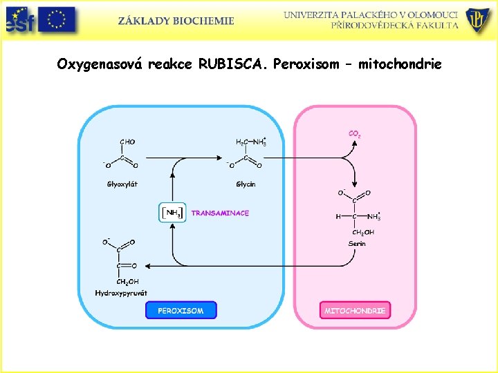 Oxygenasová reakce RUBISCA. Peroxisom – mitochondrie 