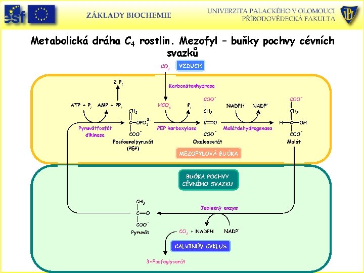 Metabolická dráha C 4 rostlin. Mezofyl – buňky pochvy cévních svazků 