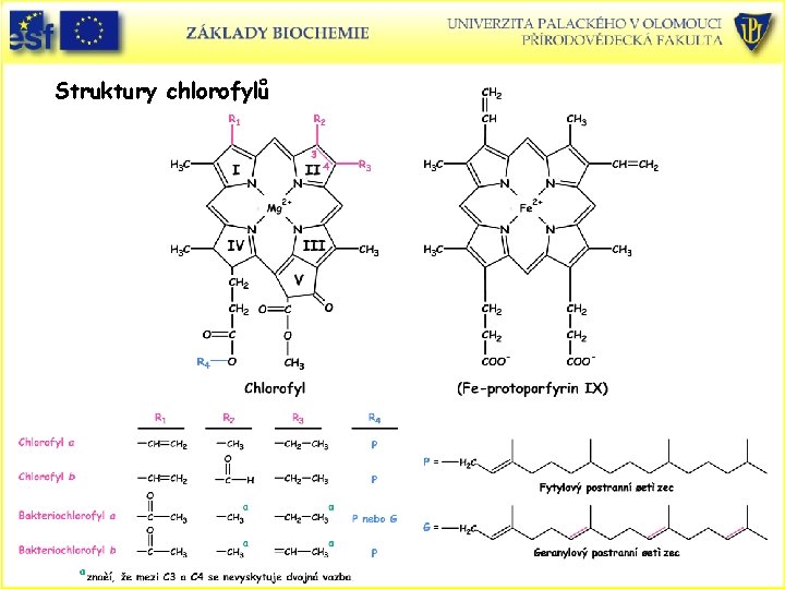 Struktury chlorofylů 