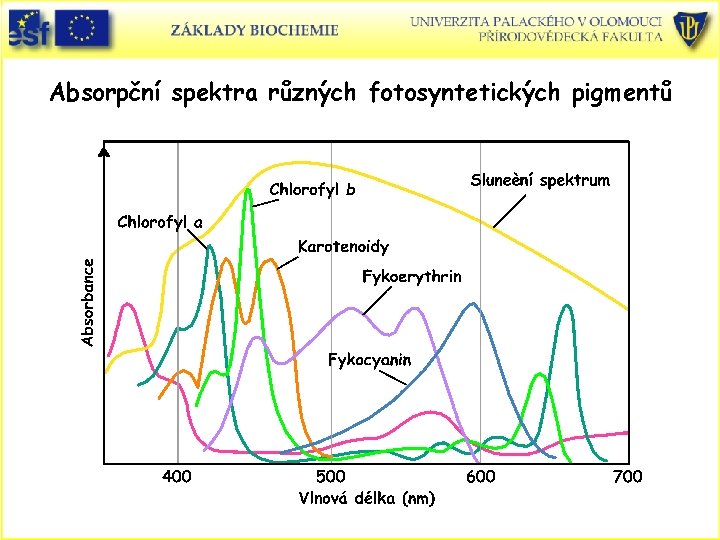 Absorpční spektra různých fotosyntetických pigmentů 