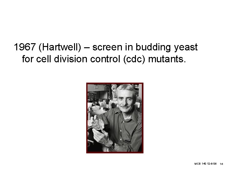 1967 (Hartwell) – screen in budding yeast for cell division control (cdc) mutants. MCB