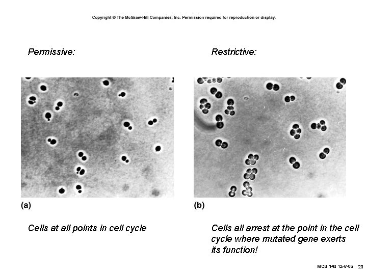 Permissive: Restrictive: Cells at all points in cell cycle Cells all arrest at the