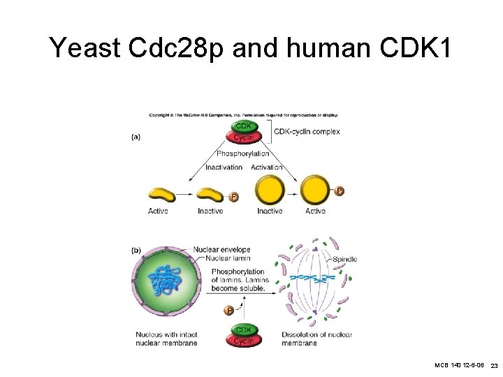 Yeast Cdc 28 p and human CDK 1 MCB 140 12 -6 -06 23