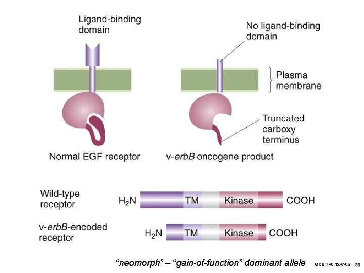 “neomorph” – “gain-of-function” dominant allele MCB 140 12 -6 -06 30 