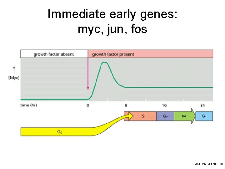 Immediate early genes: myc, jun, fos MCB 140 12 -6 -06 33 