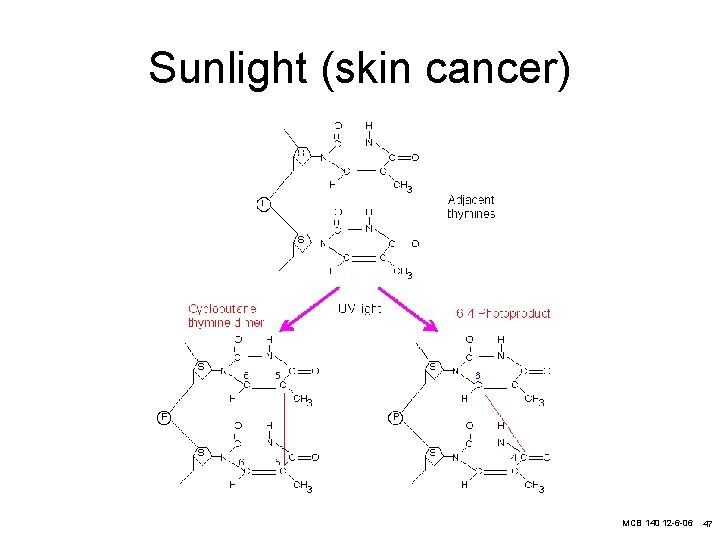 Sunlight (skin cancer) MCB 140 12 -6 -06 47 