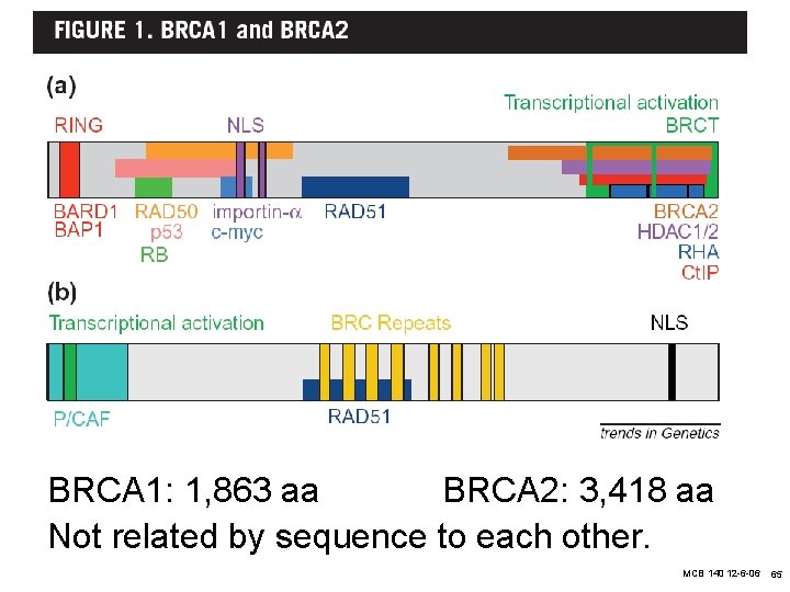 7 BRCA 1: 1, 863 aa BRCA 2: 3, 418 aa Not related by