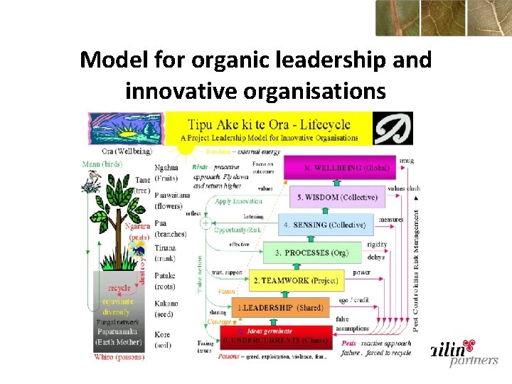Model for organic leadership and innovative organisations 