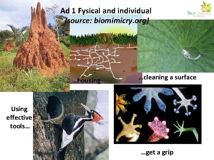Ad 1 Fysical and individual (source: biomimicry. org) …housing …cleaning a surface Using effective