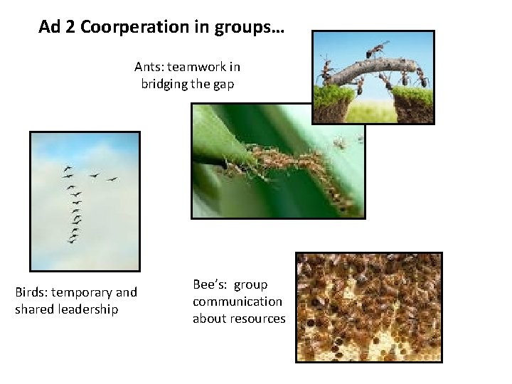 Ad 2 Coorperation in groups… Ants: teamwork in bridging the gap Birds: temporary and