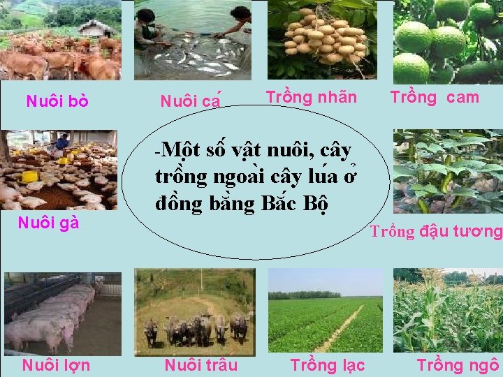 Nuôi bò Nuôi ca Trồng nhãn Trồng cam -Mô t Nuôi gà Nuôi lợn