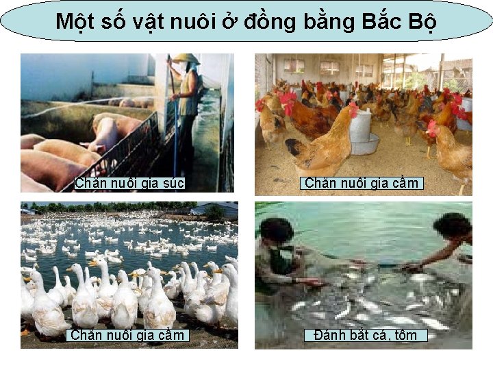 Một số vật nuôi ở đồng bằng Bắc Bộ Chăn nuôi gia súc Chăn