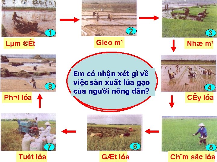 2 1 Lµm ®Êt 8 Ph¬i lóa Gieo m¹ 3 Nhæ m¹ Người nông