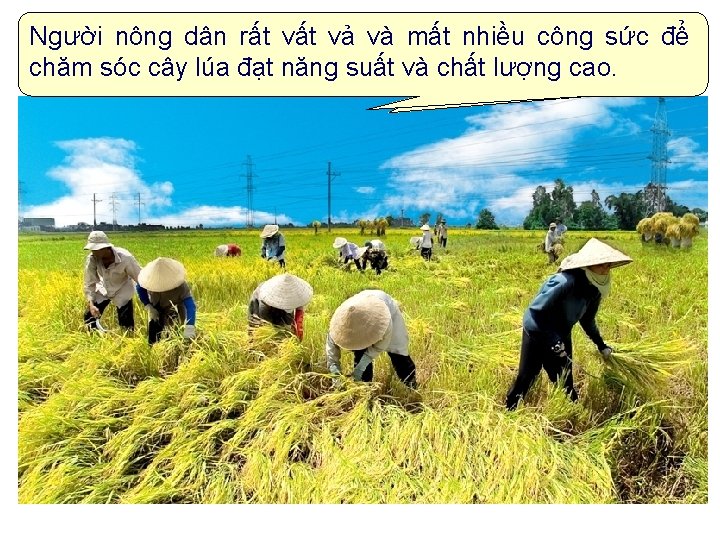 Người rấtvề vất vả sản và mất công Em cónông nhậndân xét gì việc