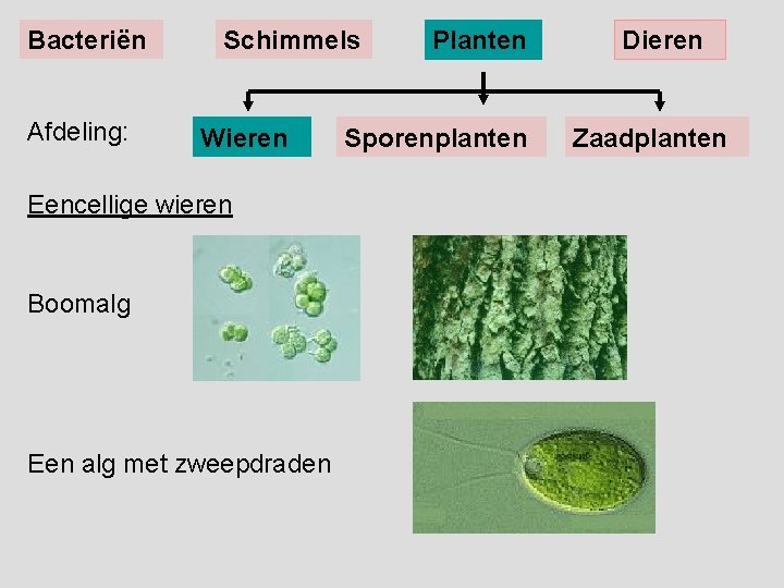 Bacteriën Afdeling: Schimmels Wieren Eencellige wieren Boomalg Een alg met zweepdraden Planten Sporenplanten Dieren