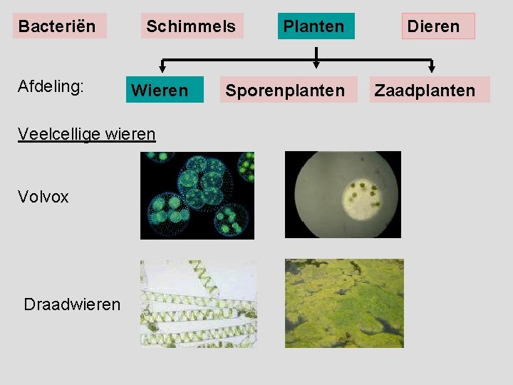 Bacteriën Afdeling: Schimmels Wieren Veelcellige wieren Volvox Draadwieren Planten Sporenplanten Dieren Zaadplanten 