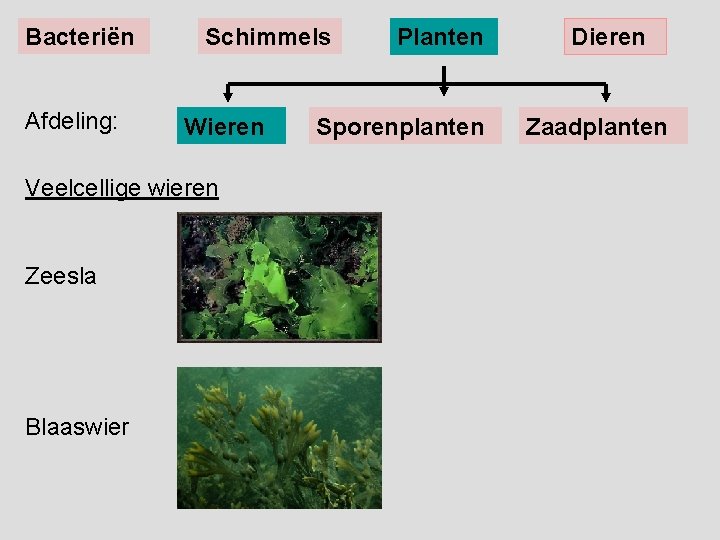 Bacteriën Afdeling: Schimmels Wieren Veelcellige wieren Zeesla Blaaswier Planten Sporenplanten Dieren Zaadplanten 