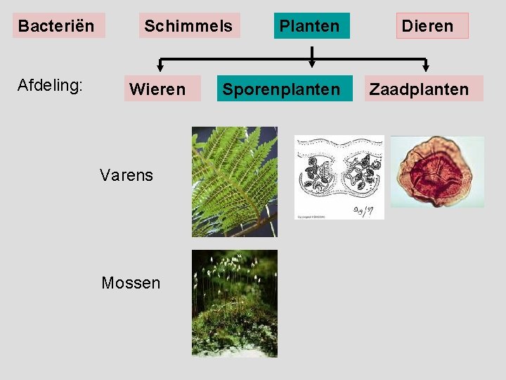 Bacteriën Afdeling: Schimmels Wieren Varens Mossen Planten Sporenplanten Dieren Zaadplanten 