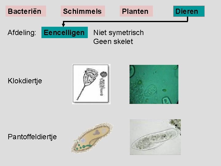 Bacteriën Schimmels Afdeling: Eencelligen Klokdiertje Pantoffeldiertje Planten Niet symetrisch Geen skelet Dieren 