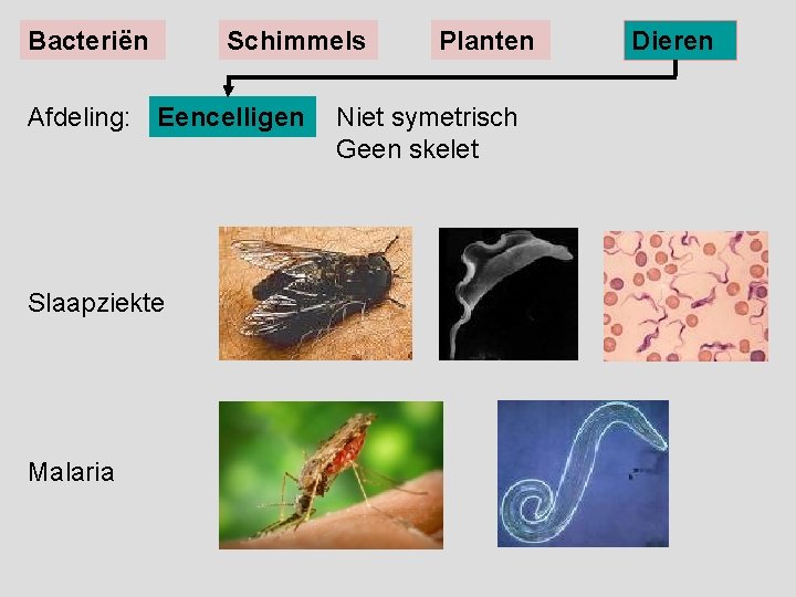 Bacteriën Schimmels Afdeling: Eencelligen Slaapziekte Malaria Planten Niet symetrisch Geen skelet Dieren 