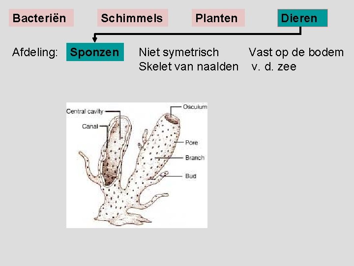 Bacteriën Schimmels Afdeling: Sponzen Planten Dieren Niet symetrisch Vast op de bodem Skelet van