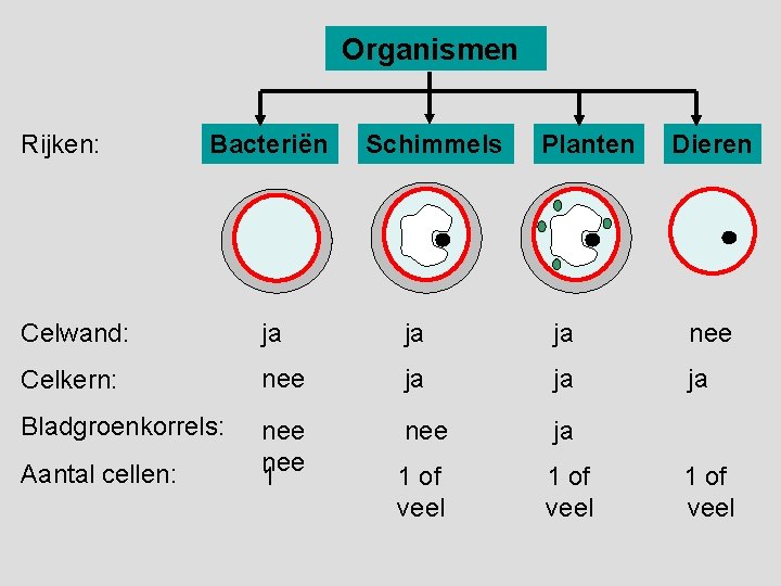 Organismen Rijken: Bacteriën Schimmels Planten Dieren Celwand: ja ja ja nee Celkern: nee ja