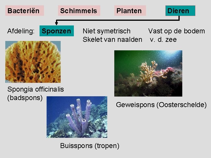 Bacteriën Schimmels Afdeling: Sponzen Spongia officinalis (badspons) Planten Dieren Niet symetrisch Vast op de
