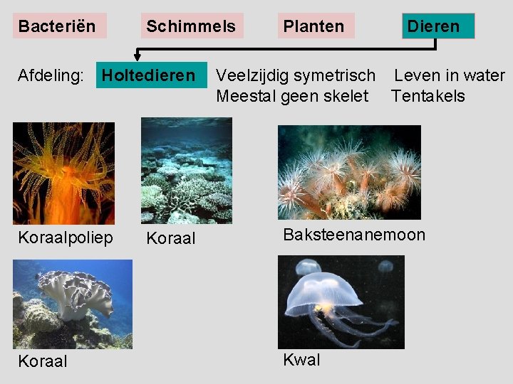 Bacteriën Schimmels Afdeling: Holtedieren Koraalpoliep Koraal Planten Dieren Veelzijdig symetrisch Leven in water Meestal