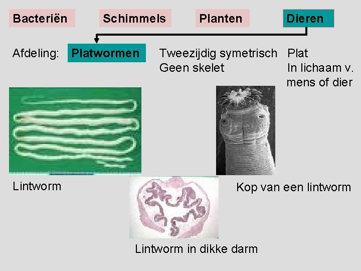 Bacteriën Schimmels Afdeling: Platwormen Lintworm Planten Dieren Tweezijdig symetrisch Plat Geen skelet In lichaam