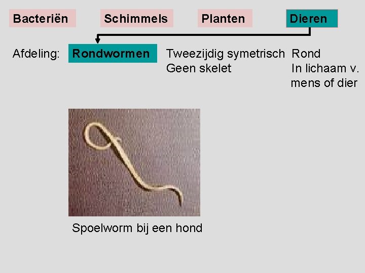 Bacteriën Schimmels Afdeling: Rondwormen Planten Dieren Tweezijdig symetrisch Rond Geen skelet In lichaam v.