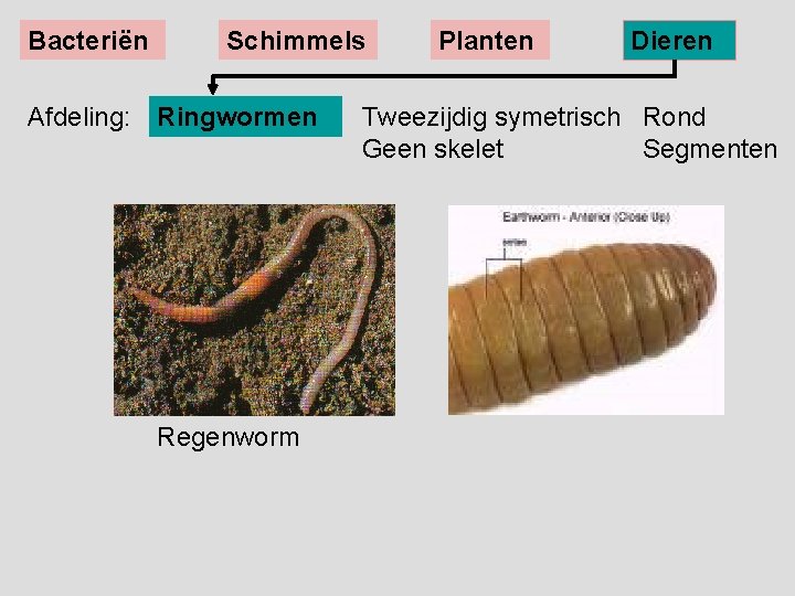 Bacteriën Schimmels Afdeling: Ringwormen Regenworm Planten Dieren Tweezijdig symetrisch Rond Geen skelet Segmenten 