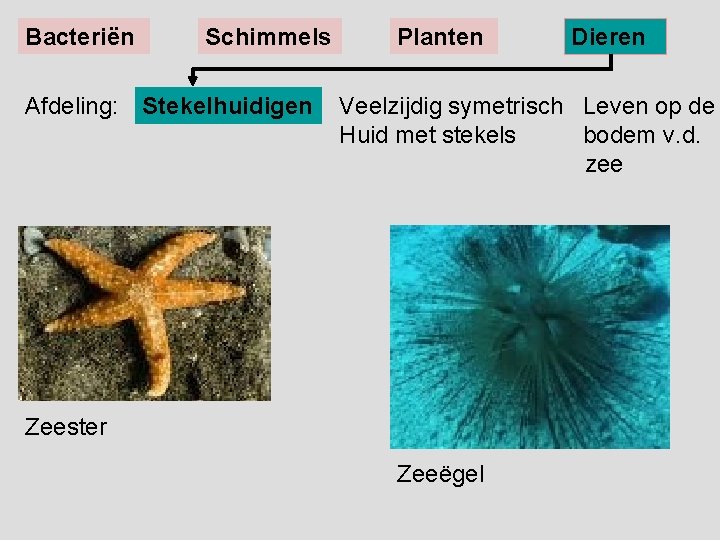 Bacteriën Schimmels Afdeling: Stekelhuidigen Planten Dieren Veelzijdig symetrisch Leven op de Huid met stekels