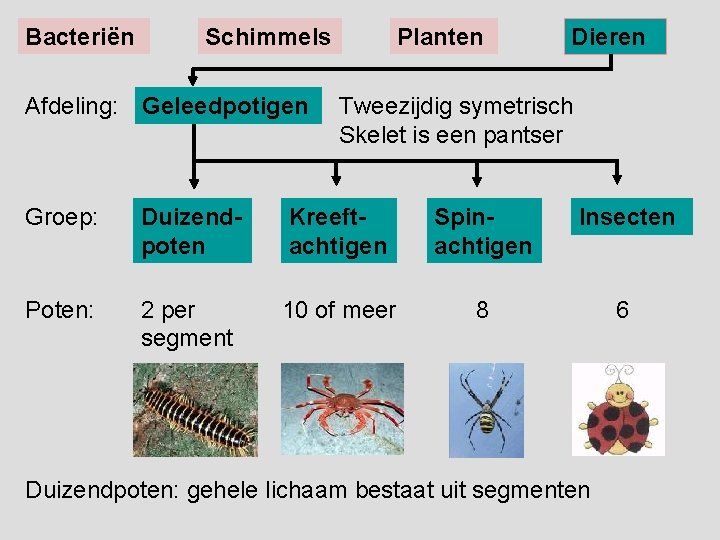 Bacteriën Schimmels Afdeling: Geleedpotigen Planten Dieren Tweezijdig symetrisch Skelet is een pantser Groep: Duizendpoten