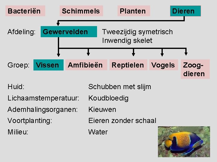 Bacteriën Schimmels Afdeling: Gewervelden Groep: Vissen Planten Dieren Tweezijdig symetrisch Inwendig skelet Amfibieën Reptielen