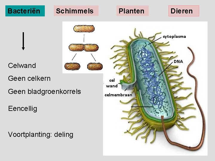 Bacteriën Schimmels Celwand Geen celkern Geen bladgroenkorrels Eencellig Voortplanting: deling Planten Dieren 