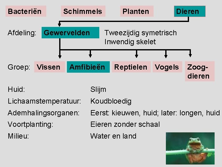 Bacteriën Schimmels Afdeling: Gewervelden Groep: Vissen Planten Dieren Tweezijdig symetrisch Inwendig skelet Amfibieën Reptielen