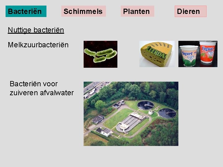 Bacteriën Schimmels Nuttige bacteriën Melkzuurbacteriën Bacteriën voor zuiveren afvalwater Planten Dieren 