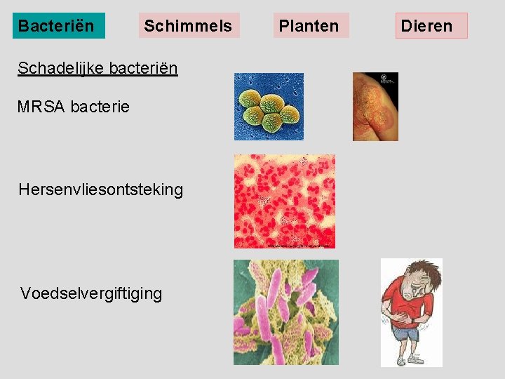 Bacteriën Schimmels Schadelijke bacteriën MRSA bacterie Hersenvliesontsteking Voedselvergiftiging Planten Dieren 