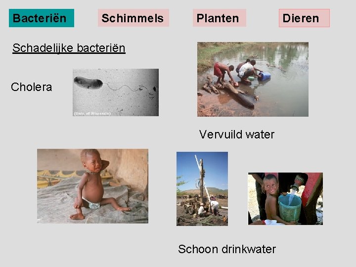 Bacteriën Schimmels Planten Schadelijke bacteriën Cholera Vervuild water Schoon drinkwater Dieren 