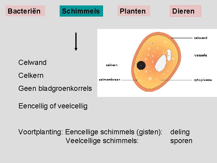 Bacteriën Schimmels Planten Dieren Celwand Celkern Geen bladgroenkorrels Eencellig of veelcellig Voortplanting: Eencellige schimmels
