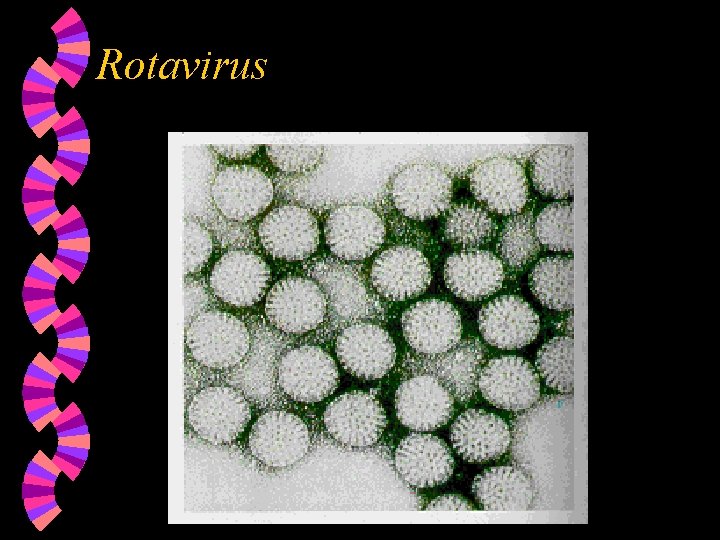 Rotavirus 