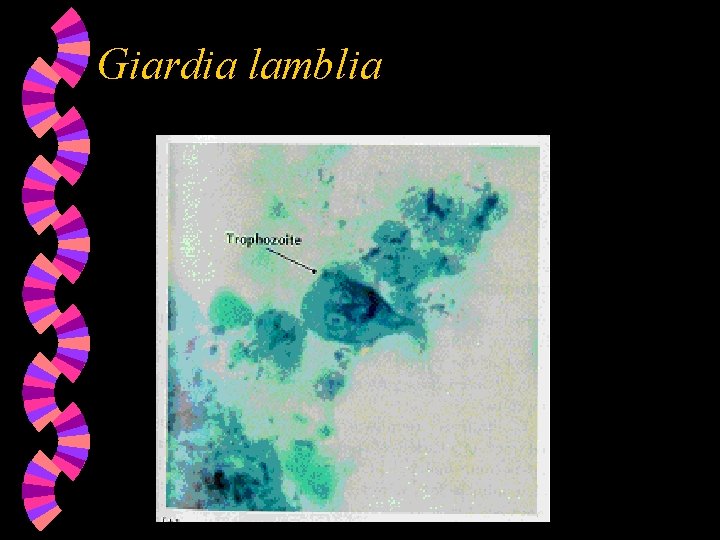 Giardia lamblia 