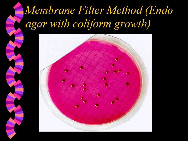 Membrane Filter Method (Endo agar with coliform growth) 