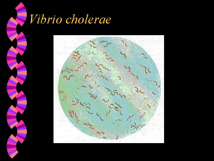 Vibrio cholerae 