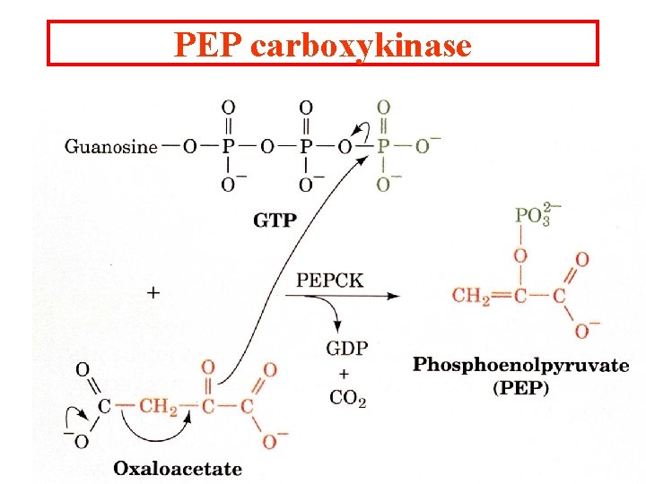 PEP carboxykinase 